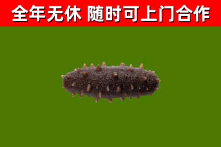 昌都烟酒回收干海参.jpg